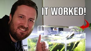 A Budget Aquarium Light fixed my Algae problem in a week!