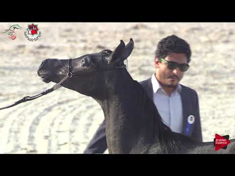 N 3 AL AMEERAH AFR   Emirates AHBC