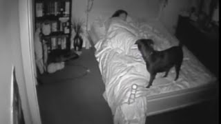 Bossy the Paranormal Dog - Orbs - Ghosts - Spirits - CCTV  - Activity