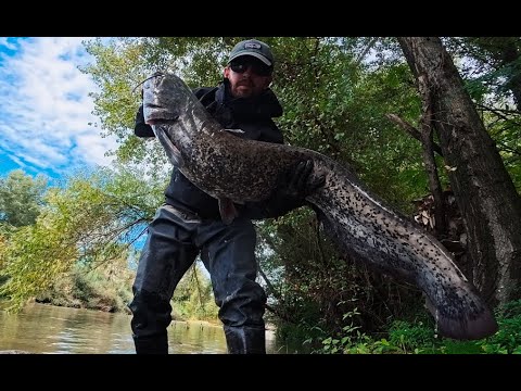 Catching a big catfish from the Tiber River!