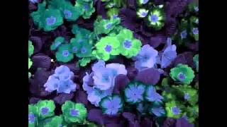 LAS MAÑANITAS. Mariachi Vargas de T.