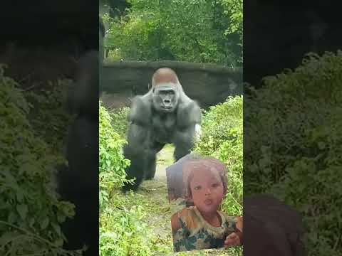 😯😲😲 #gorilla #wildlife #zoo #gorillaconservation #animals #subscribe #like