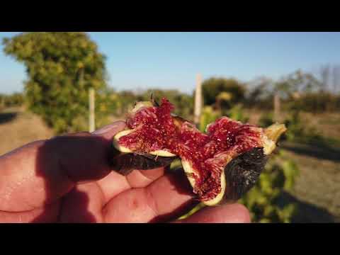 Figo Preto Variety of Fig