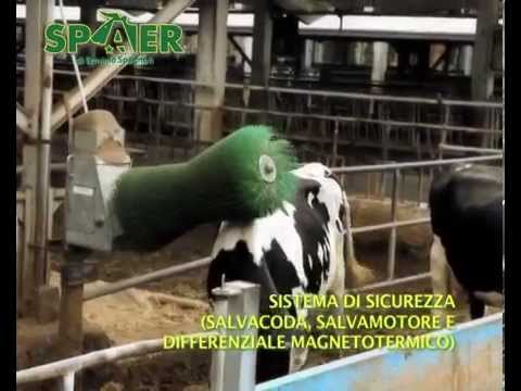 Quadri di un lyambliya con la sua struttura Quello che i parassiti del corpo non hanno