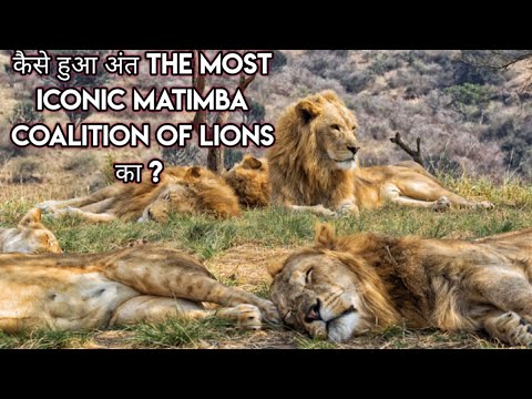 The Story of Rise And Fall Of The Matimba Coalition in Hindi। Matimba Lions Documentary in Hindi