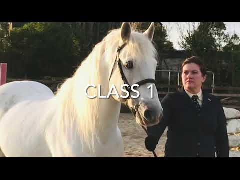 Clifden Silver Class 1 Connemara Stallion AT STUD - Image 2