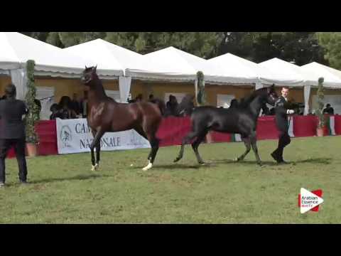 Arezzo 2015 - Parata Stalloni 1