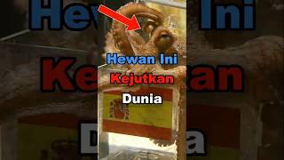 Gurita Aneh Yang Bisa Meramal #shorts #bola #beritabola #sepakbola