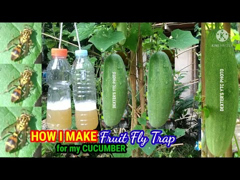 HOW I MAKE FRUIT FLY TRAP FOR MY CUCUMBER