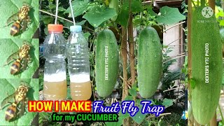 HOW I MAKE FRUIT FLY TRAP FOR MY CUCUMBER