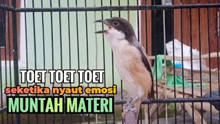 Download lagu PANCINGAN CENDET MH || TOET TOET SEKETIKA LANGSUNG NYAUT EMOSI BONGKAR MATERI mp3