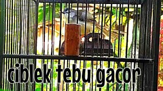 Download lagu Ciblek tebu gacor istimewa lagu khas mp3