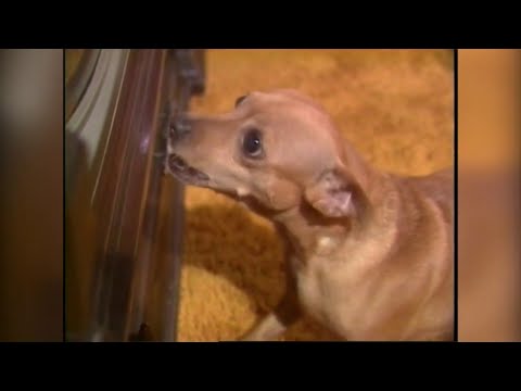 Everyone loved the late George Winterling — except one dog in Lake City