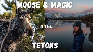 MOOSE SIGHTINGS in the GRAND TETONS