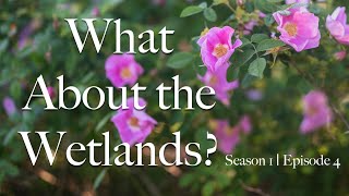 What About the Wetlands? S1 Ep 04