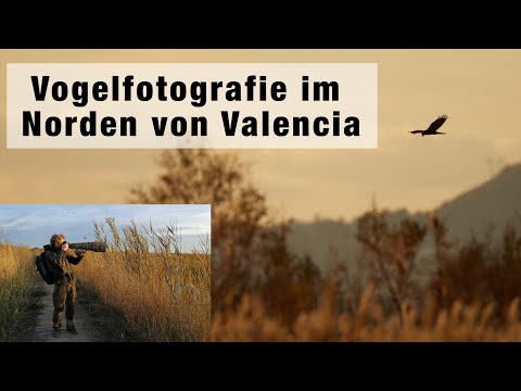 Vogelfotografie im Norden von Valencia