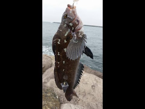 Jetty Fishing the Triangle for Big Greenling