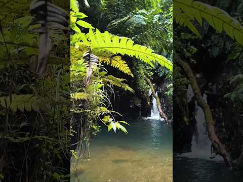 Cañón del Oso 🥾🌿 | Senderismo entre cafetales, cascadas y montaña en Pereira