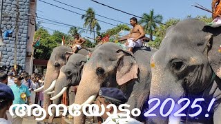 പ്രതീക്ഷിക്കാത്ത ട്വിസ്റ്റ് ബാലു ഒന്നാമനായി ഗുരുവായൂർ ആനയോട്ടം 2025 Guruvayur aanayottam 2025