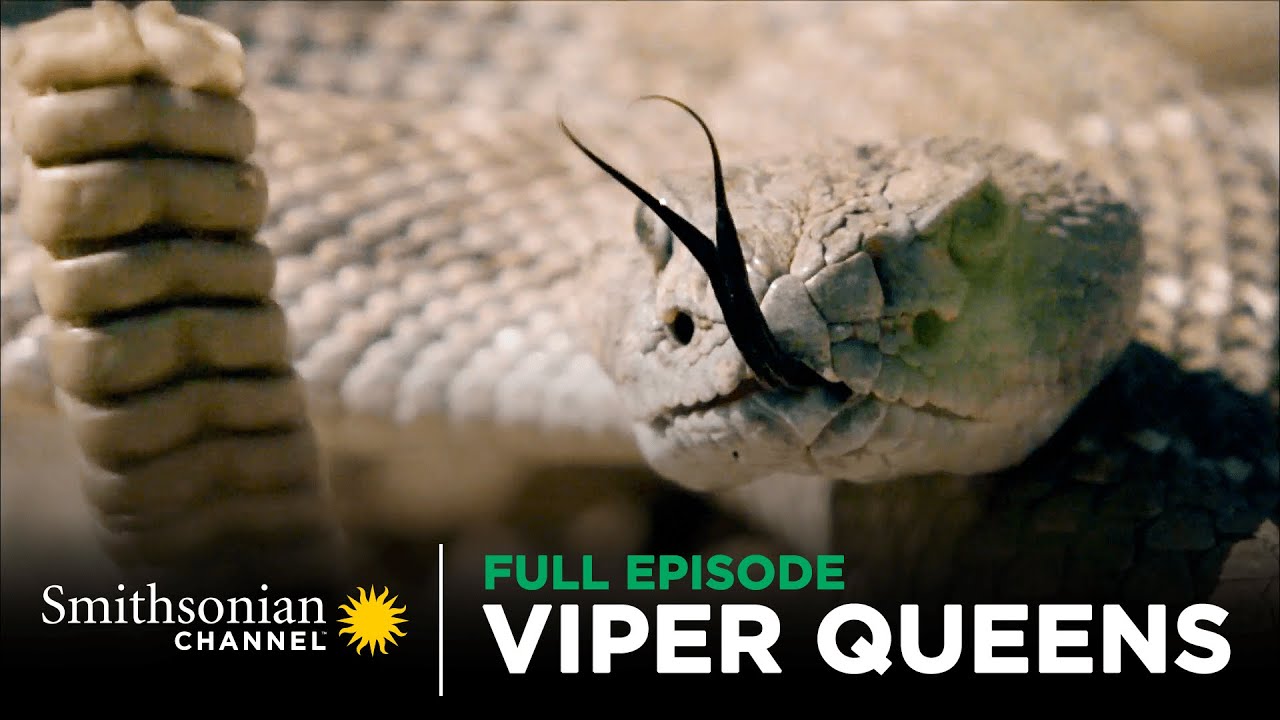 Viper Queens 👑 Bad Attitudes & Long Fangs 🐍 FULL EPISODE | Smithsonian Channel