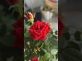 காத்துல சூடம் போல Singer S Jayachandran S Janaki WhatsApp Status Melod