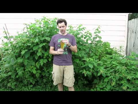 download lagu mp3 mp4 Hefeweizen Banana, download lagu Hefeweizen Banana gratis, unduh video klip Hefeweizen Banana