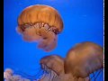 Baby Neptune Demo