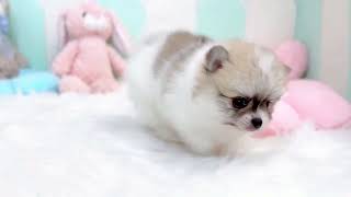 ハーフ犬の動画01