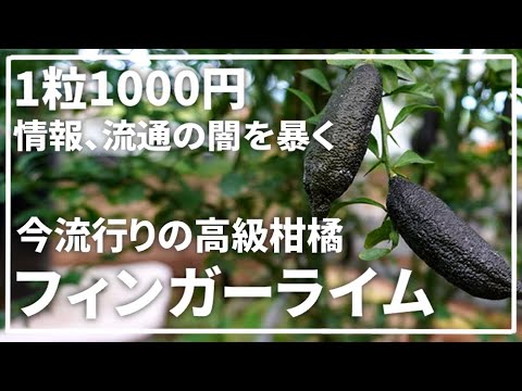 園芸 レモンキャビア、フィンガーレモン、マイクロシトラス