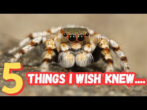 Jumping Spider Mistakes | 5 Things I Wish I Knew Before Getting A Jumping Spider | Spooderpods
