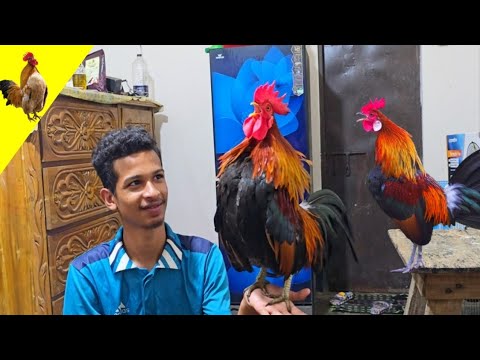 Tam Jungle Fowl Rooster Crowing | Jungle Fowl Chicken | Rooster Crowing Sounds Effect