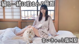 【湯河原】猫と一緒に泊まれる旅館に宿泊、想像以上に…