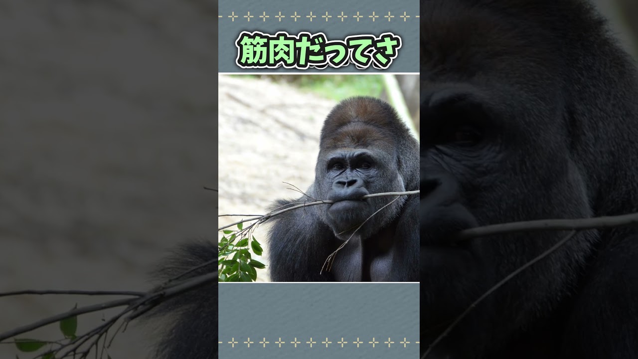 【下剋上】マンボウを戦艦化したら海の支配者になった…。【short ver】【ゆっくり実況】