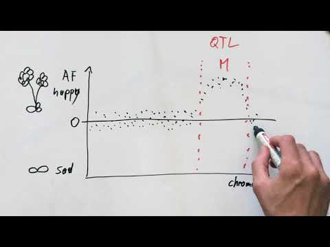 Bulked Segregant Analysis – Part 6: Associate phenotype with genotype