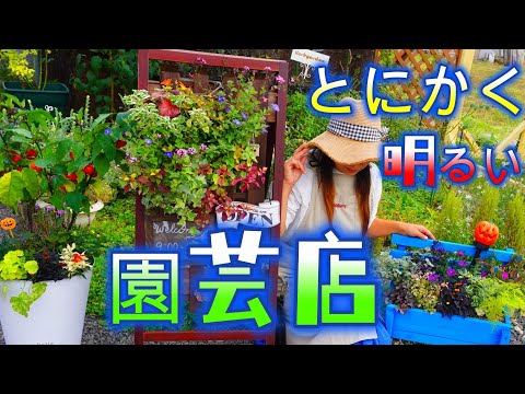 滑らかな葉のアスター、ニューベルギーアスター 植物