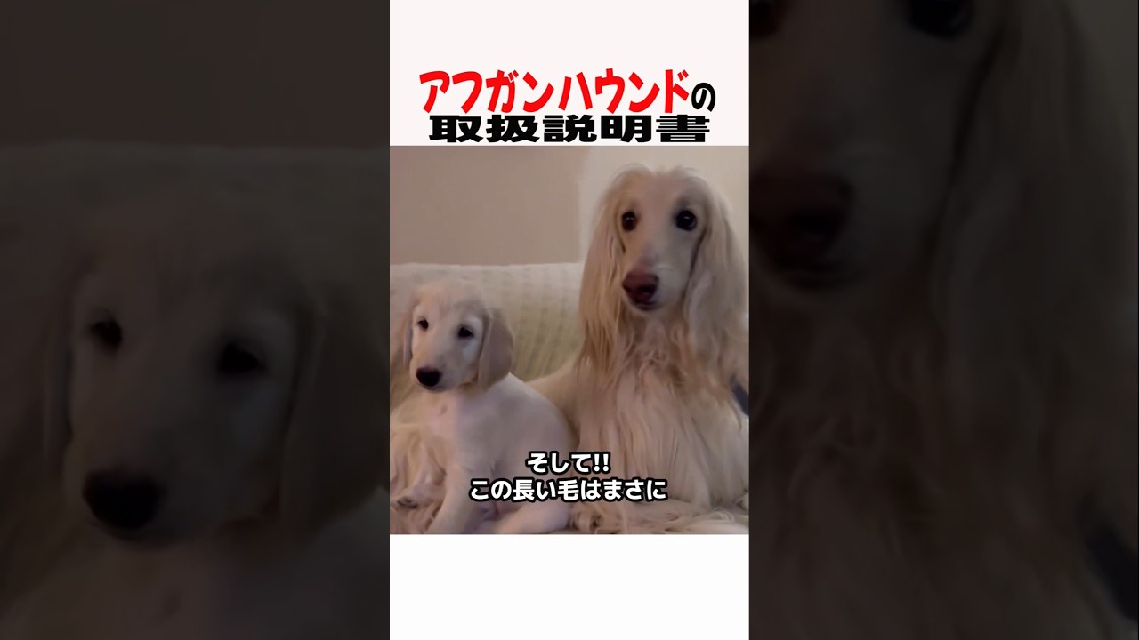 アフガンハウンドの取扱説明書　#アフガンハウンド #大型犬 #大型犬のいる生活 #大型犬のいる暮らし #犬好きさんと繋がりたい #元気お届け