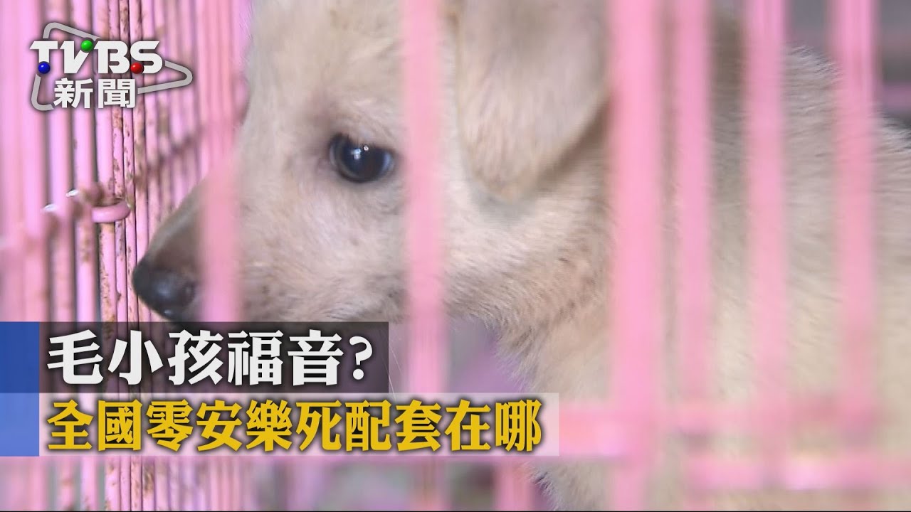 毛小孩福音? 全國零安樂死配套在哪?
