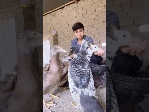 What is more profitable: raising chickens or ducks? #viralshorts #ducks #farm #chicken #shortvideo