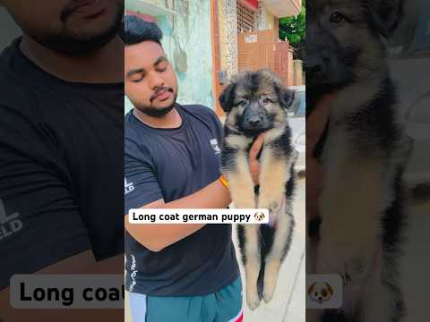 Systum hang ☠️!! #germanshepherd #dog #trending #viral #india #explore #explorepage #rohini #delhi