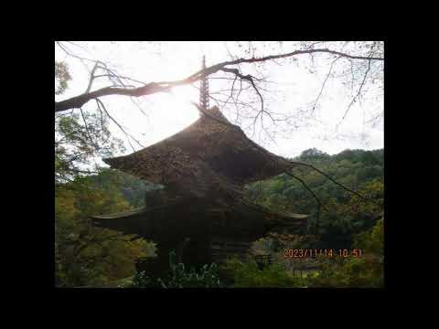 Grupo de Caminhada Histórica Oda Maizuru Parte 1