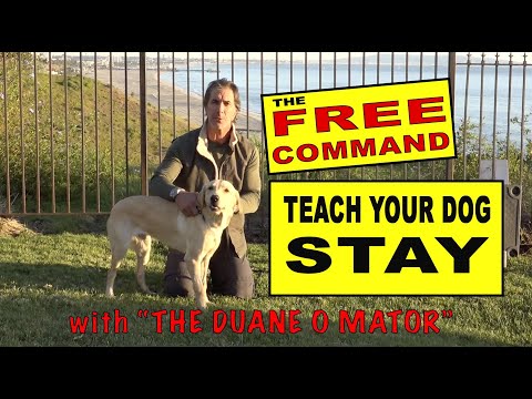 Teach Your Dog To STAY - The FREE Command - the Release - Dog Training Video