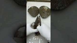 #pearls #oyster #clam #novel