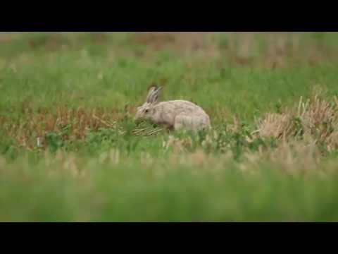 Der außergewöhnliche Feldhase