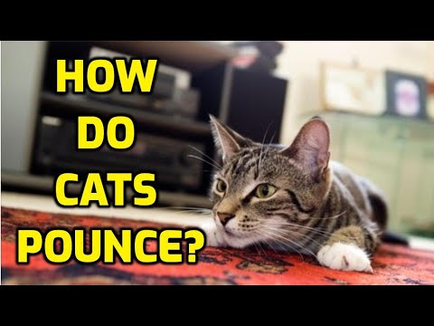 Why Do Cats Wiggle Before They Attack?