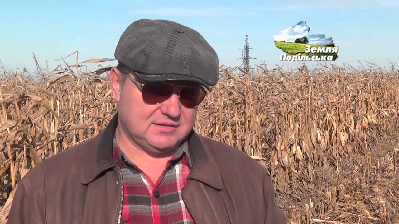Насіння Кукурудзи ЛГ 31377