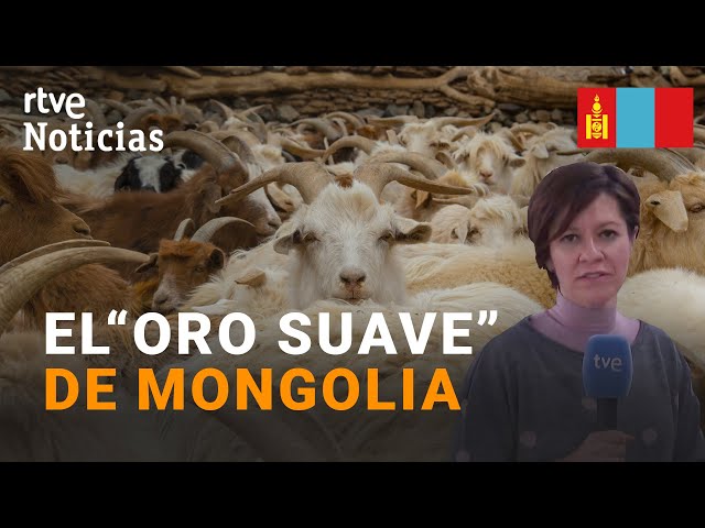 Vídeo relacionado con Oxfords Cashmere Puro Lana de Cordero Bufanda, Tartán Royal Stewart