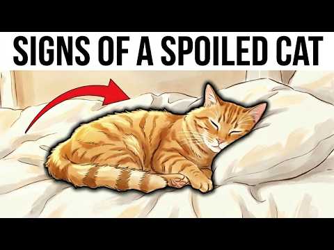 Is Your Cat Spoiled 9Signs