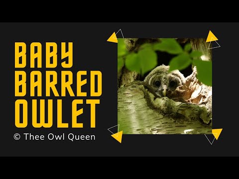 Baby barred owl in his nest