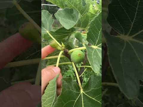 Q: "Why Are My Figs Not Ripening?" #fig #figtree #figboss #gardeningtips #fruittrees