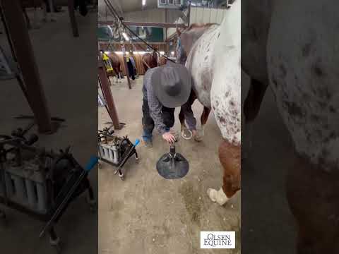 How to Properly Remove a Shoe